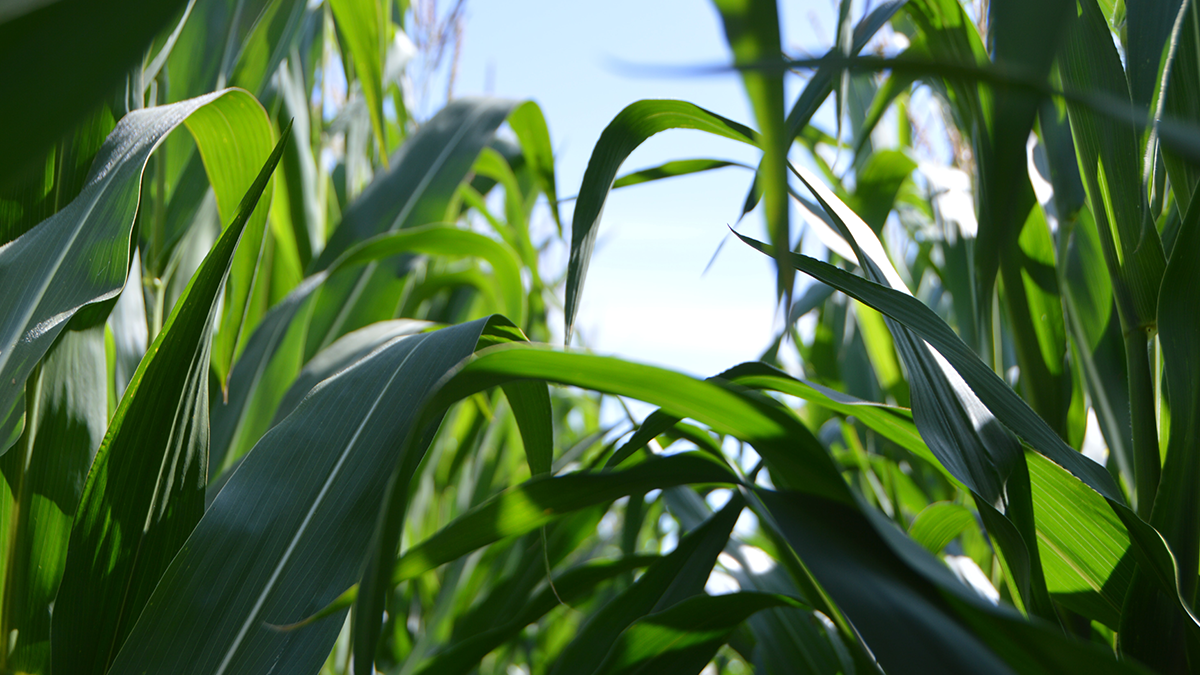 Unlocking-the-Potential-of-Agribusiness-to-Create-Wealth-in-Africa-news
